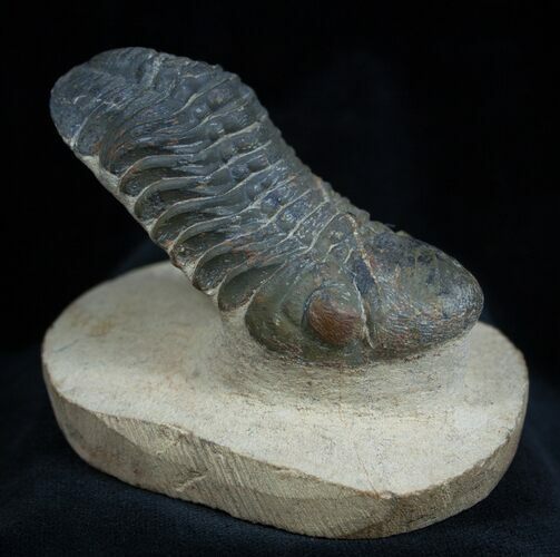 Free Standing Reedops Trilobite - Inches #1599